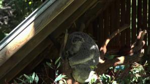 You take Rosalyn to the zoo!